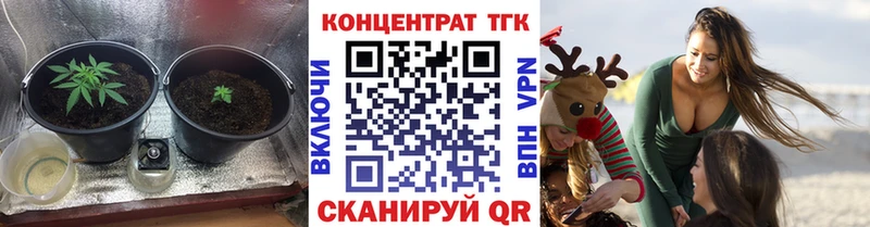где найти   Короча  ТГК THC oil 